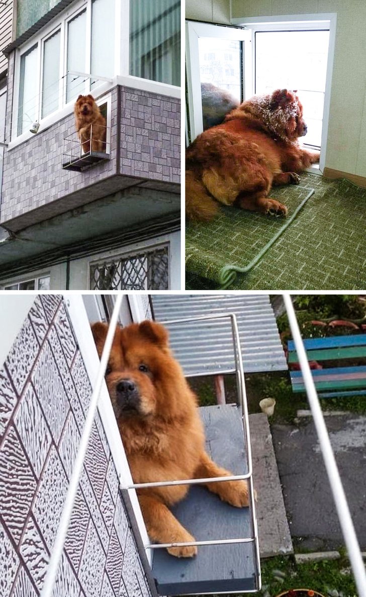 Балкон для собаки