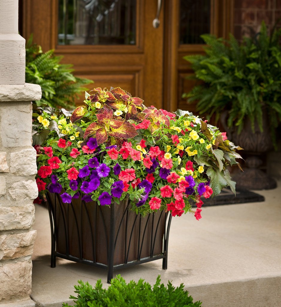 Колеус ипомея калибрахоа