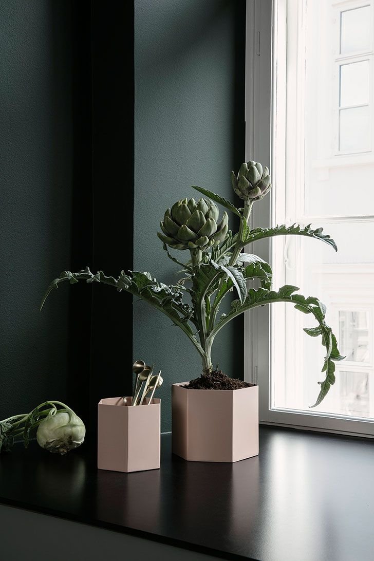 Модные комнатные растения