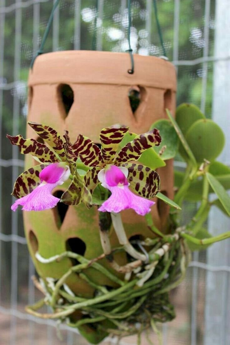 Ампельная Орхидея фаленопсис