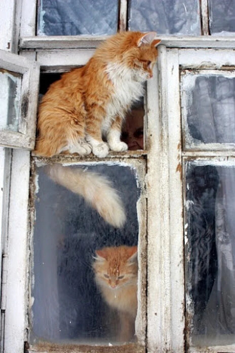 Кошка в форточке