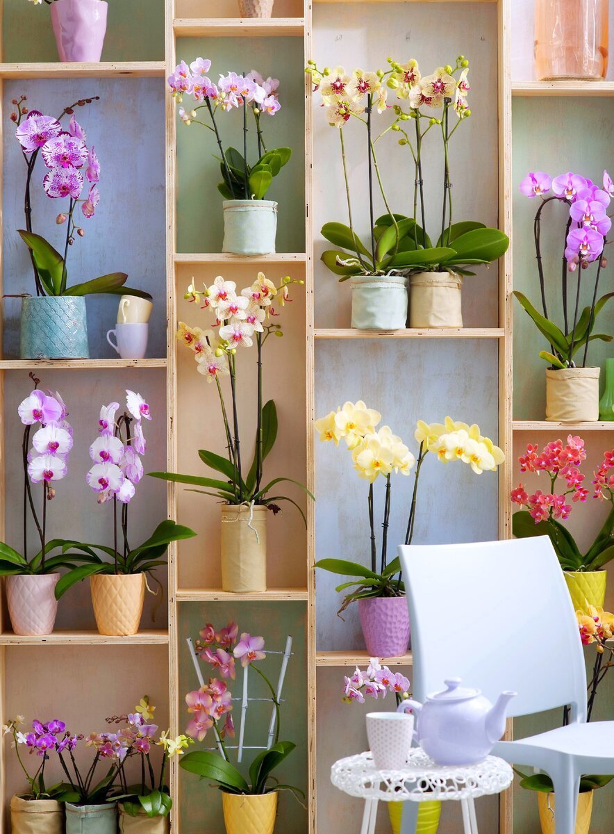 Стеллаж для орхидей