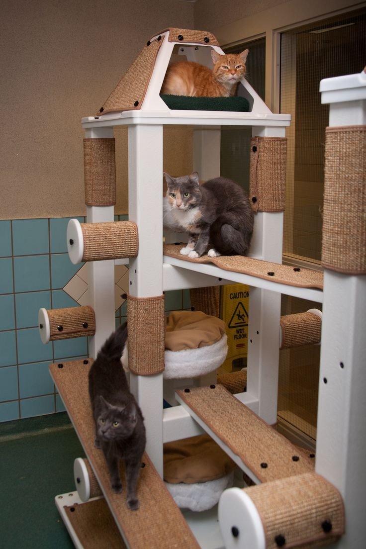 Огромные домики для кошек