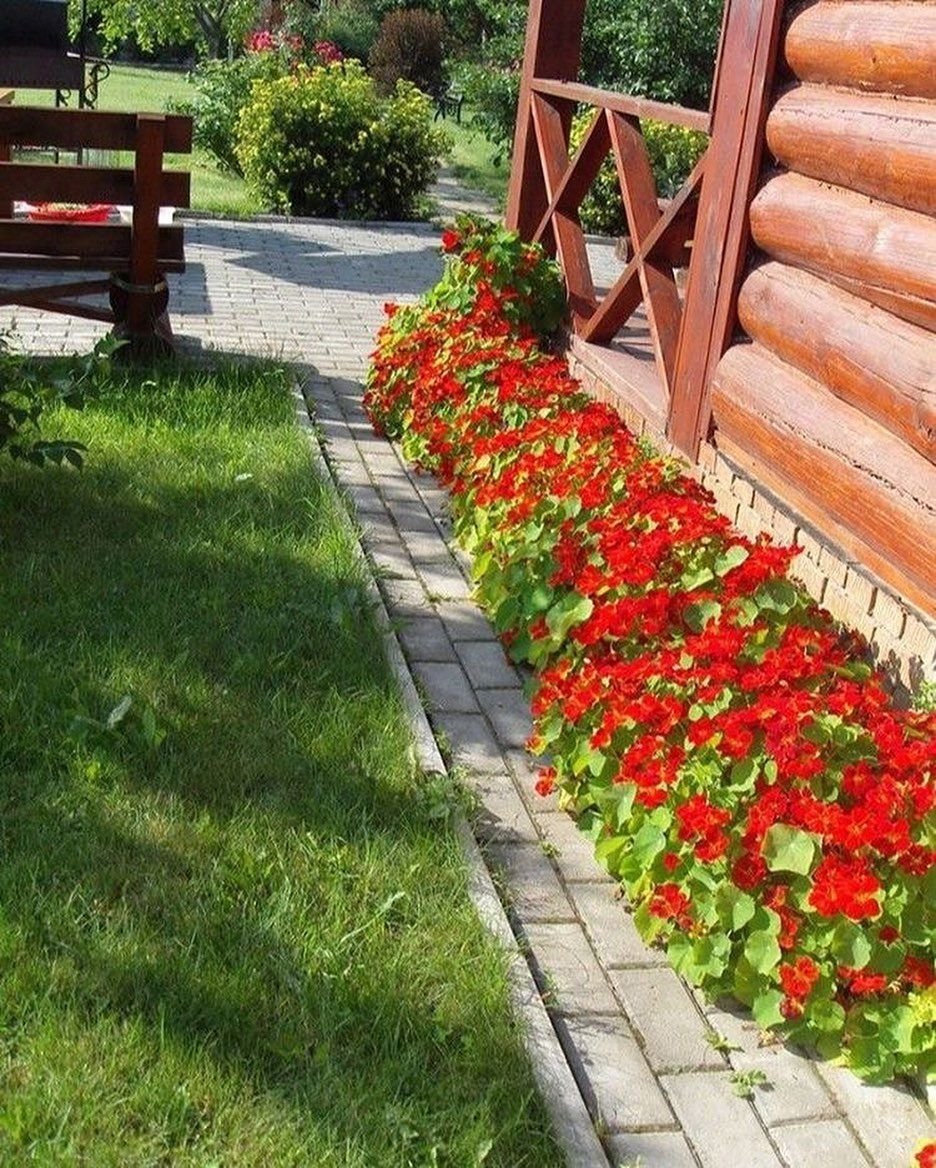 Настурция в бордюрах