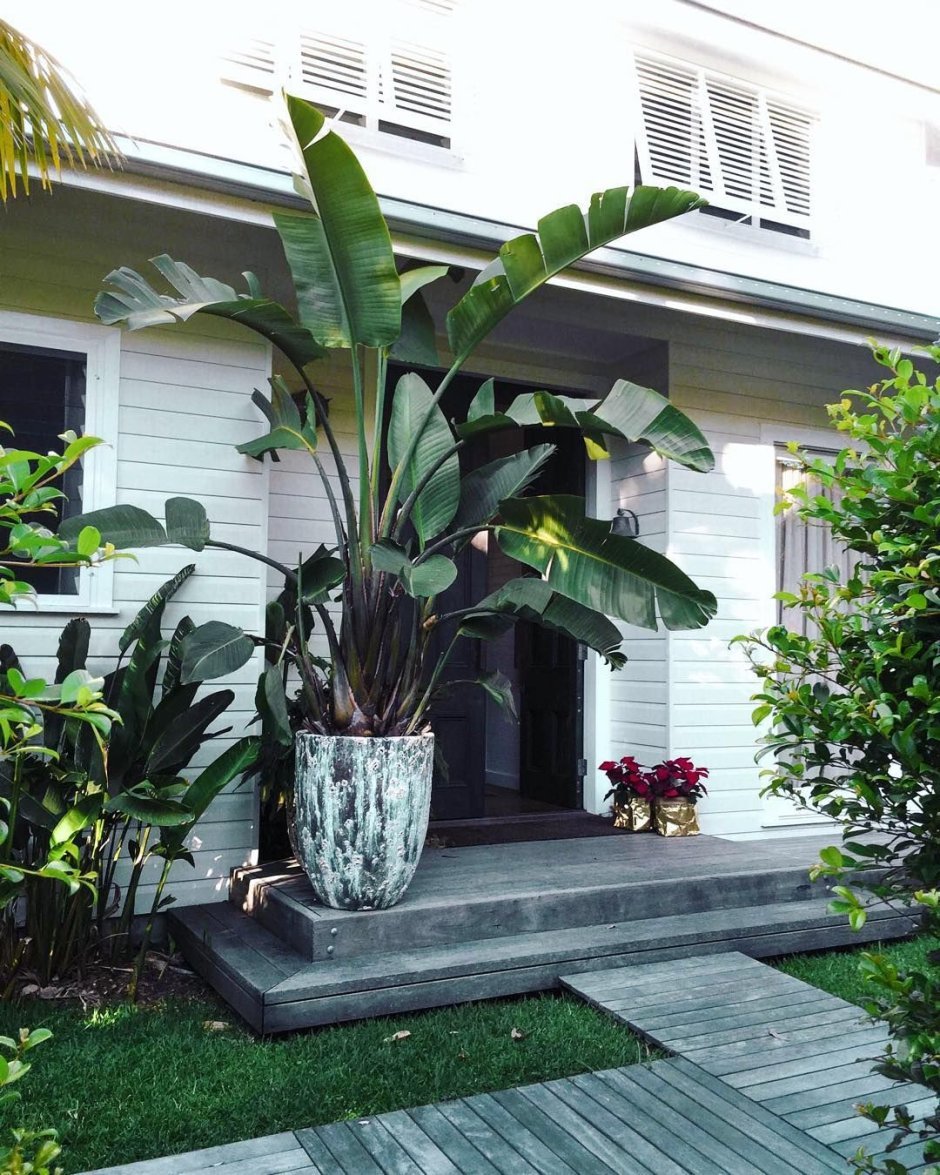 Тропические растения в доме