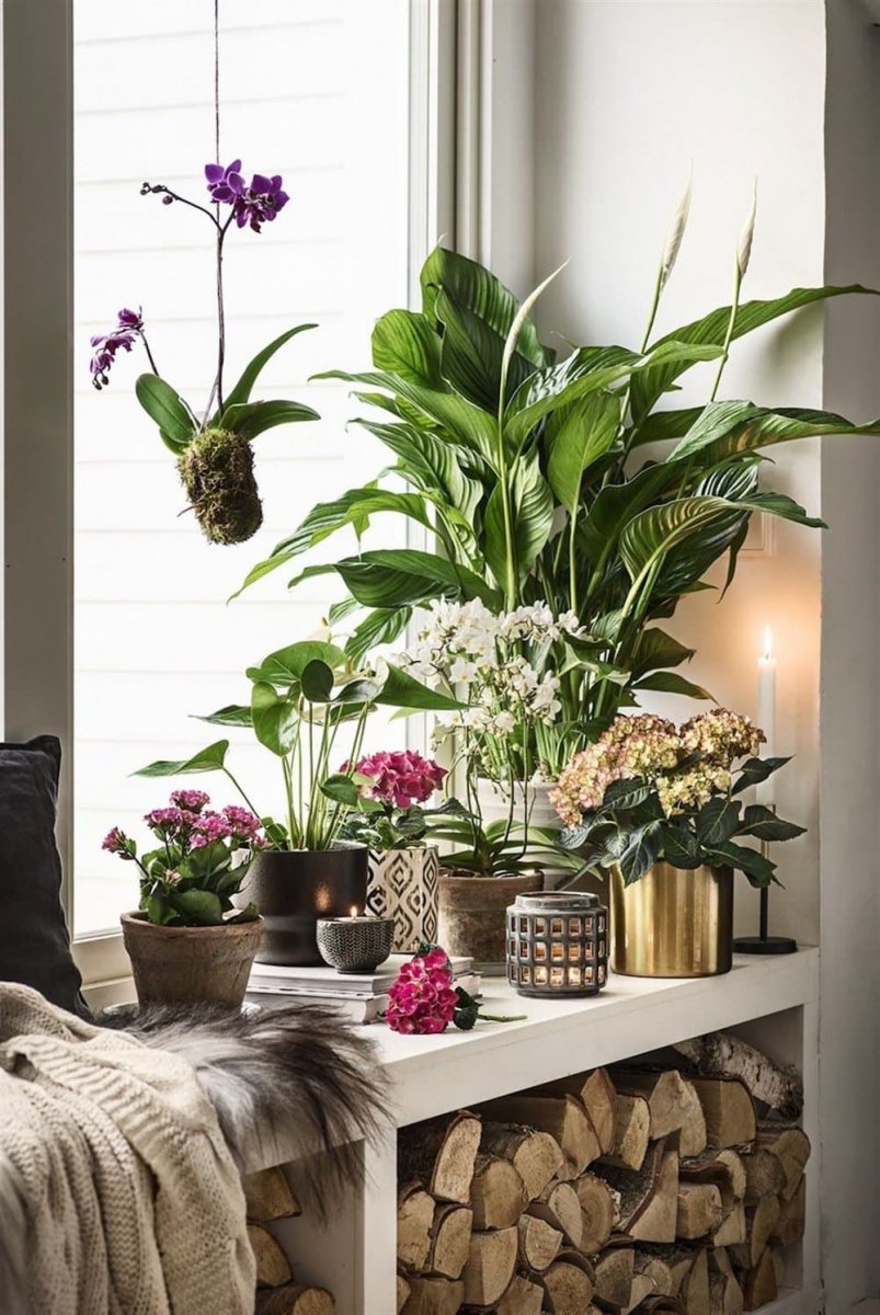 Красивые комнатные растения для интерьера