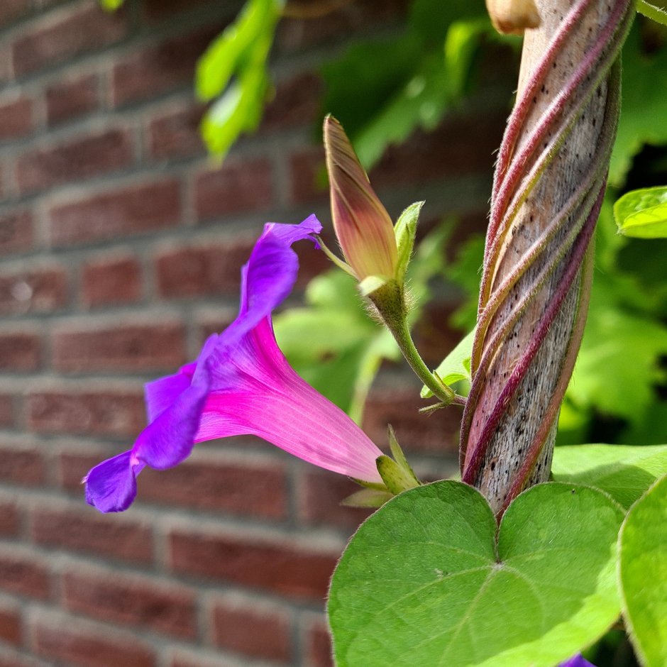 Ипомея Каролина Парпл