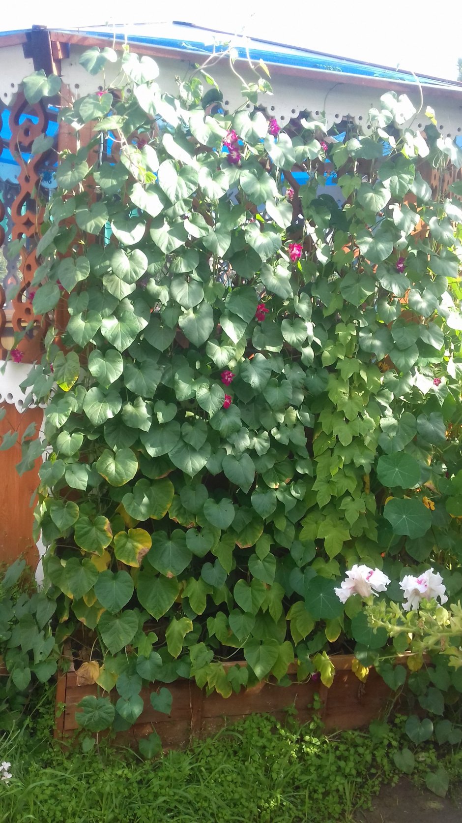 Настурция Снежная Королева вьющаяся