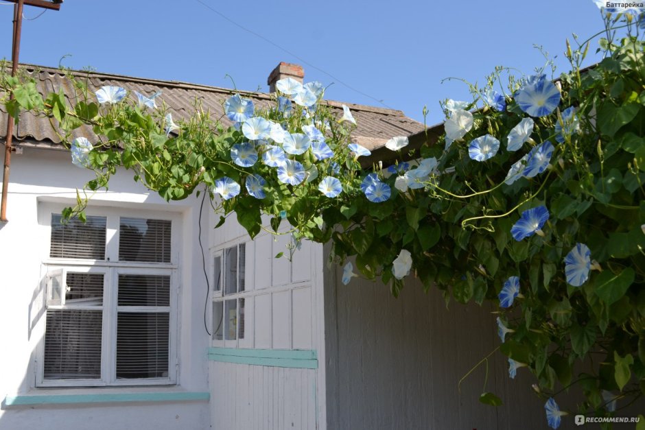 Ипомея небесно-голубая