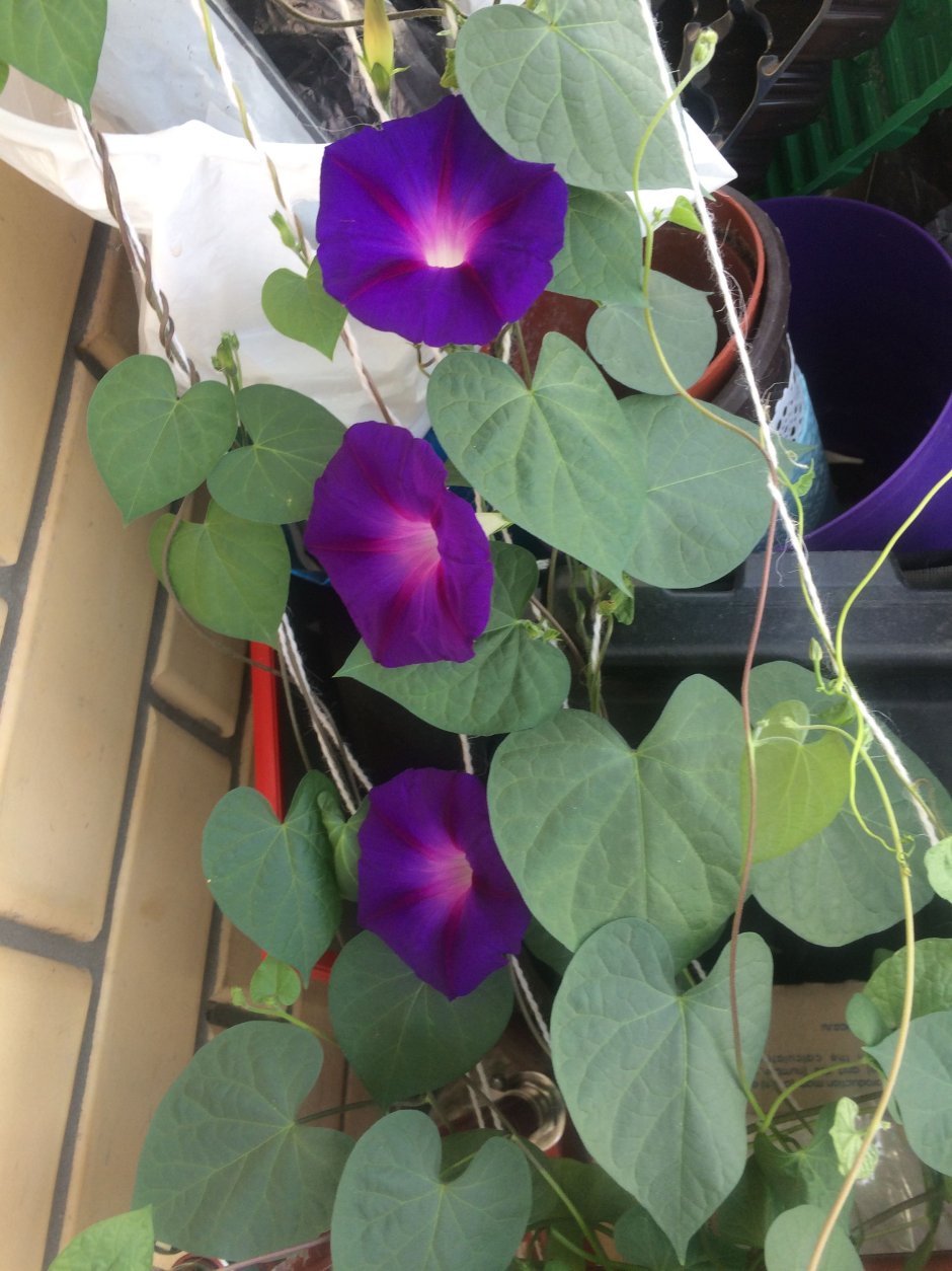 Ипомея ампельная