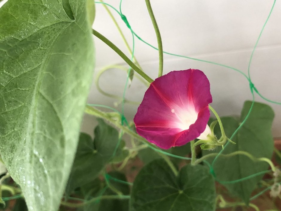 Ипомея Цыганочка