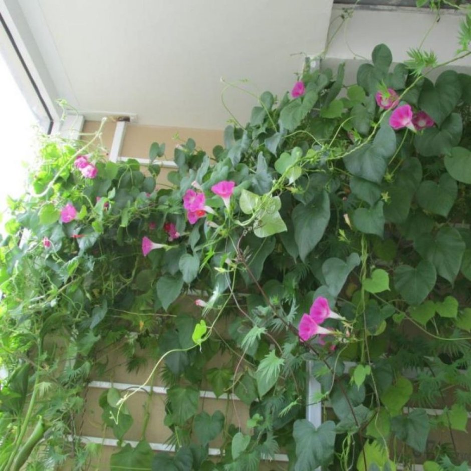 Вьюн ипомея на балконе