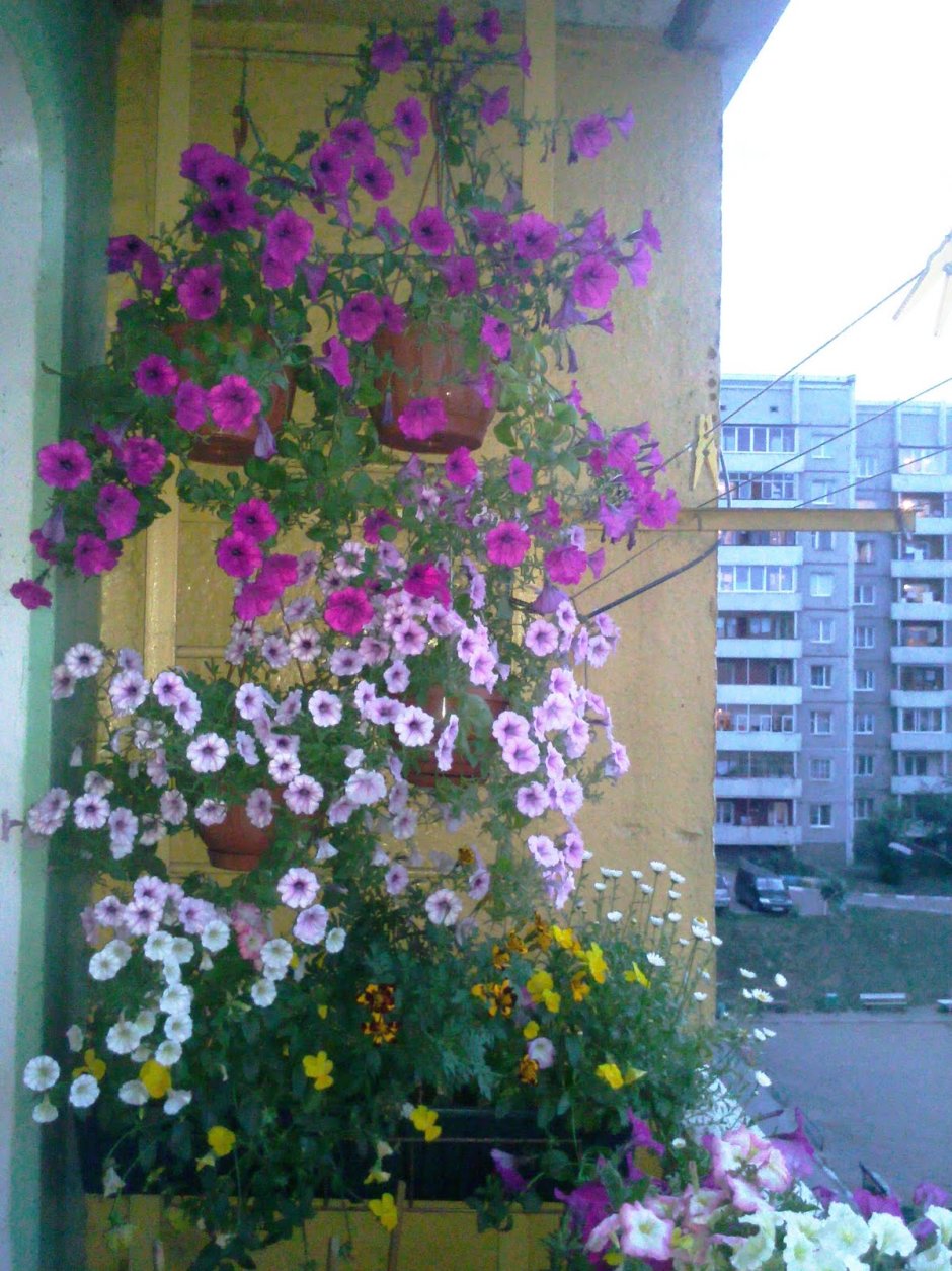 Ипомея Лунноцветущая на балконе