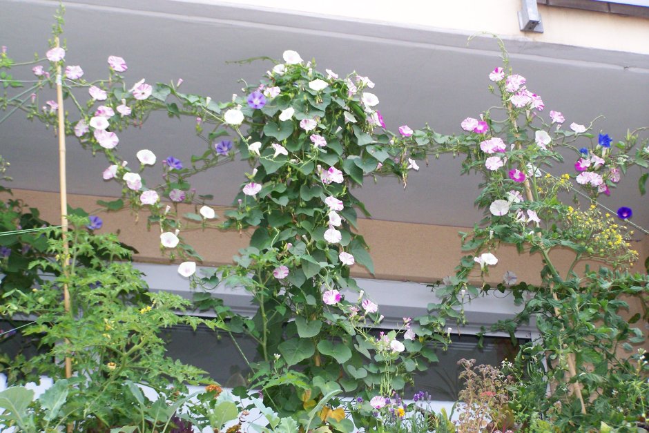 Вьюнок ипомея на балконе