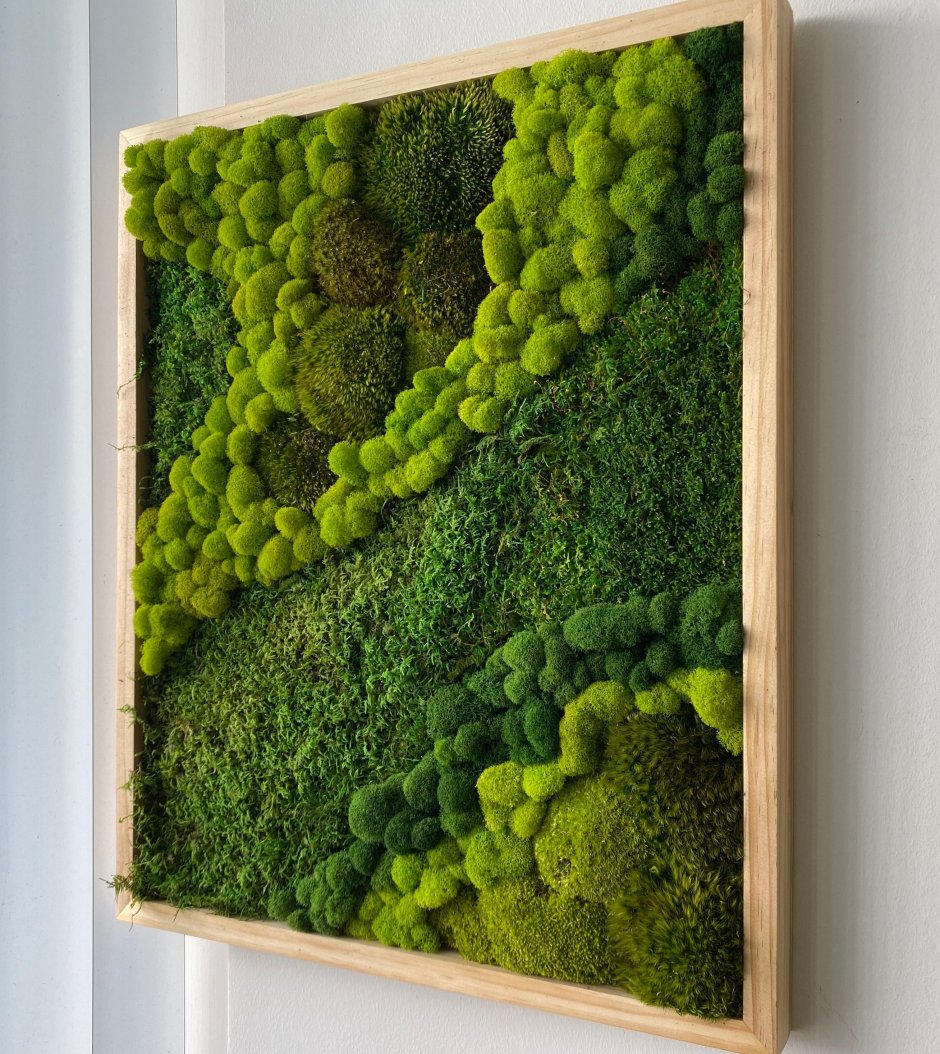 Moss Space мох
