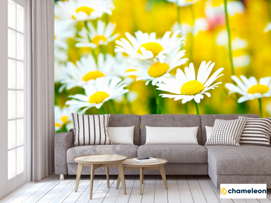Обои с ромашками для стен