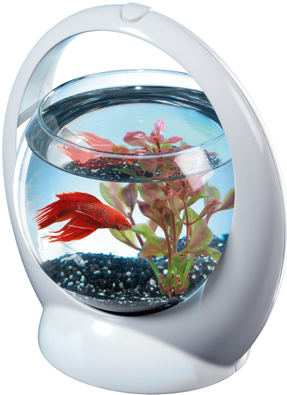 Tetra Betta Ring белый аквариум-шар