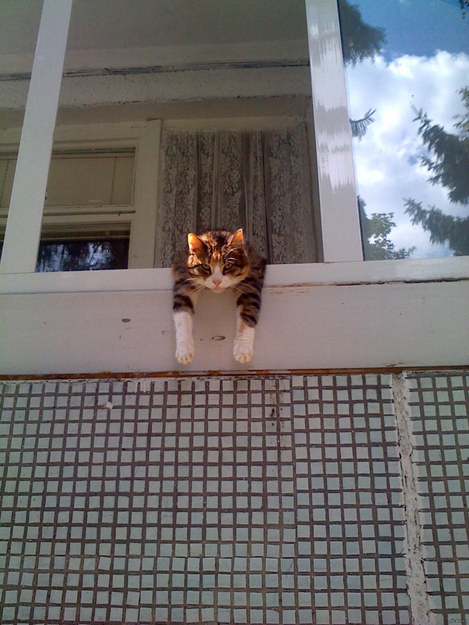 Смешной кот в окне