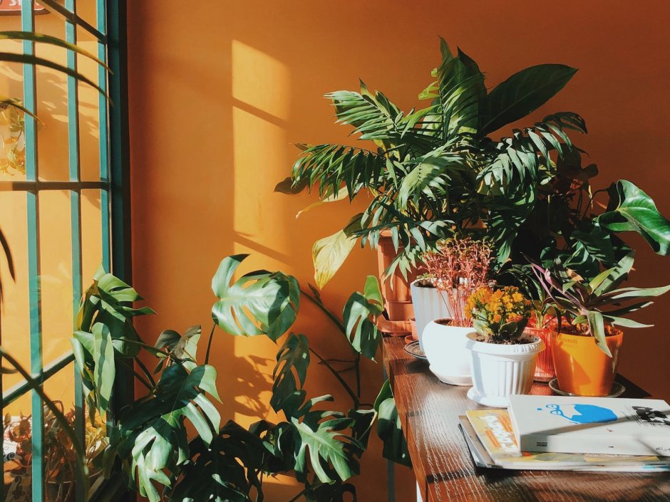 Комната с растениями Эстетика
