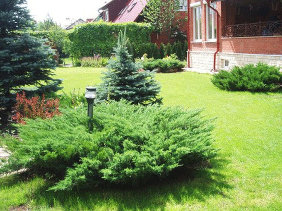 Клумба с казацким можжевельником