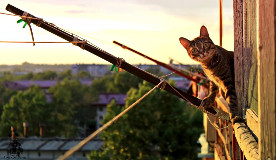 Кот на перилах балкона