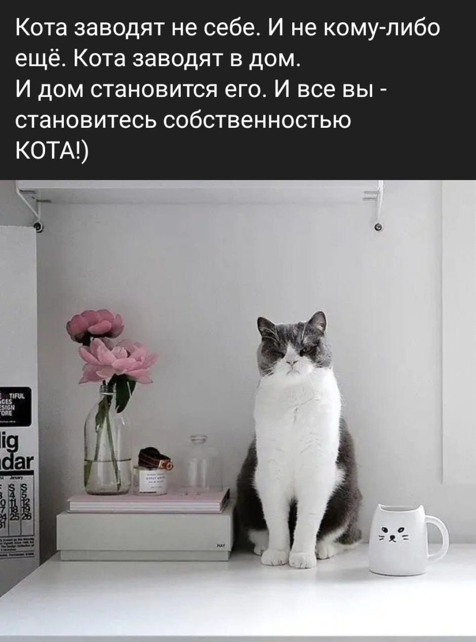 Кошка в квартире