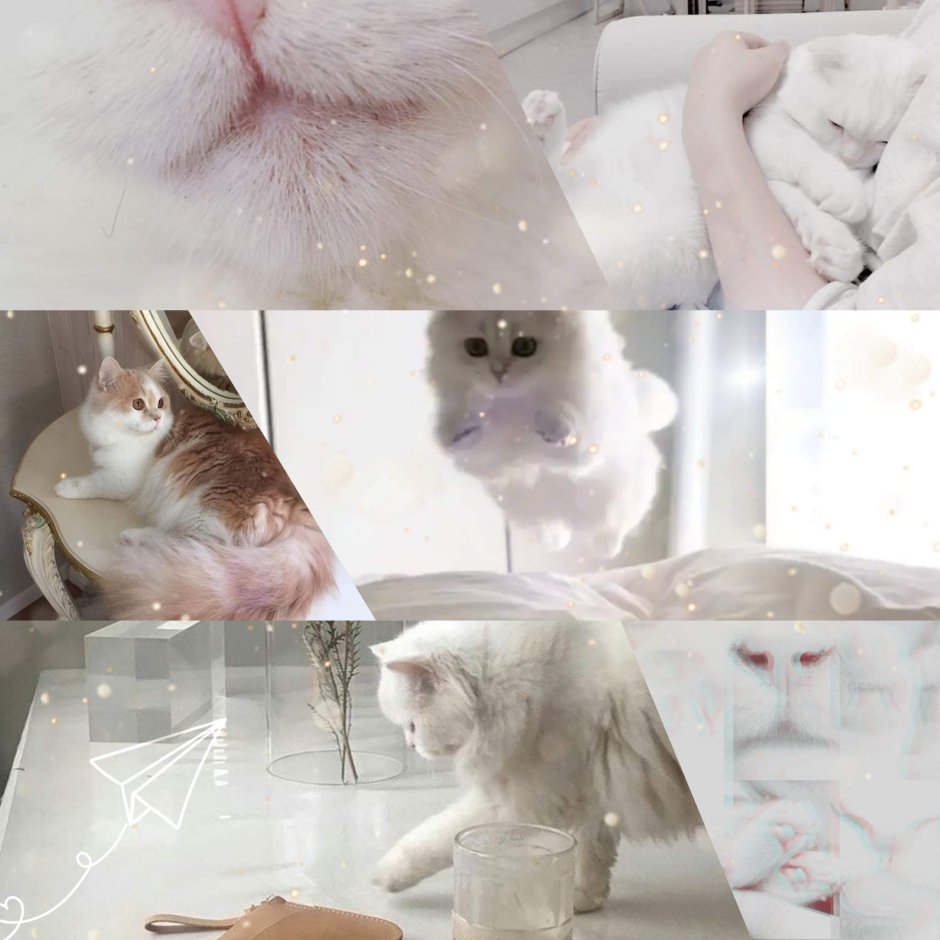 Милые котики Эстетика