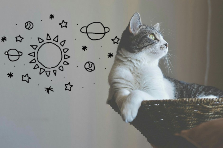 Обои с котом Эстетика