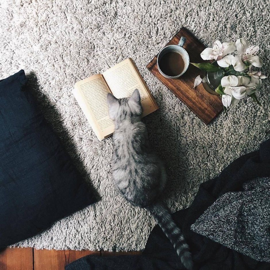 Кошачий уют