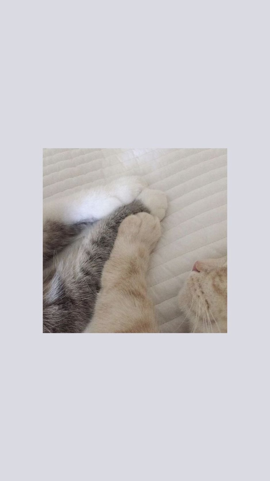Коты в рамке Эстетика