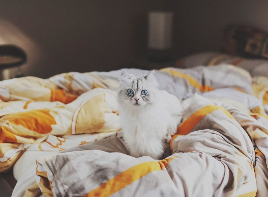 Милый котик в кровати