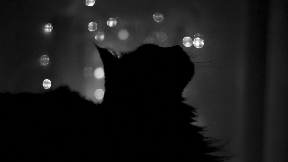 Кот ночью