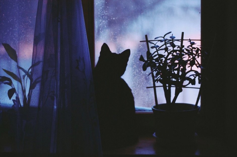 Кошка на окне ночью