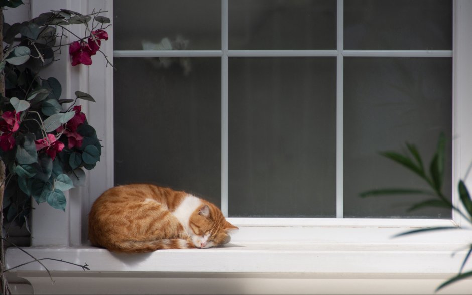 Кот на окне
