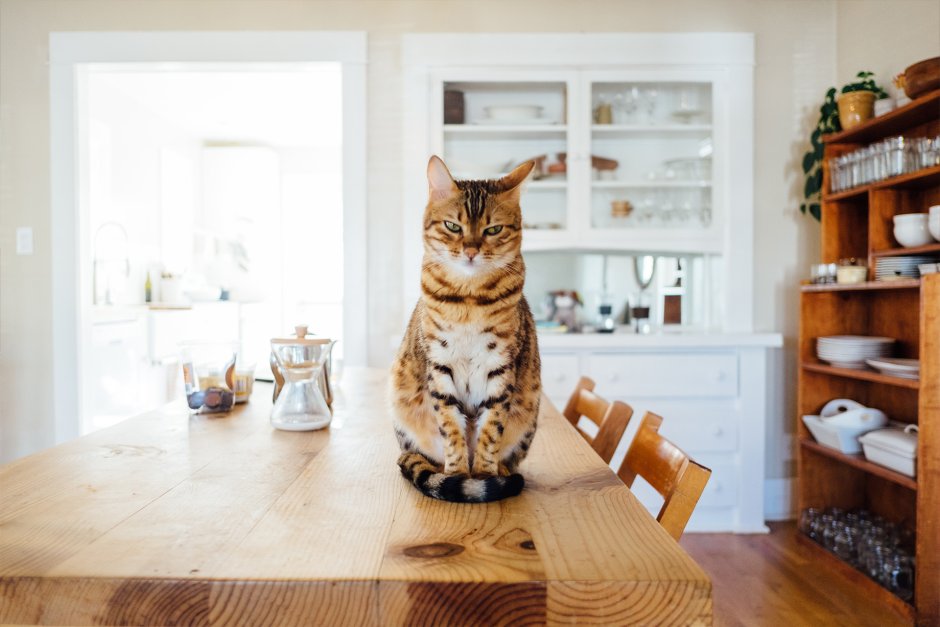 Дом для кошки