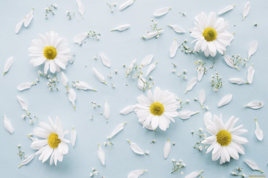 Ромашки на голубом фоне