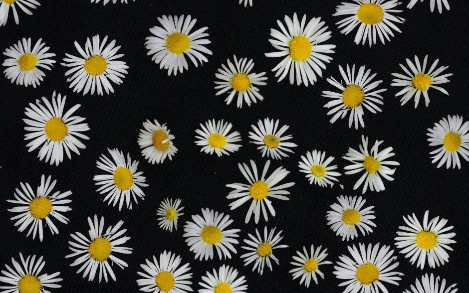 Ромашка Минимализм