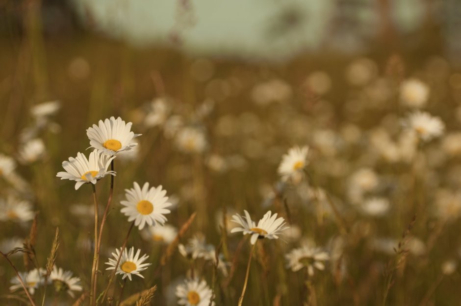 Лето ромашки