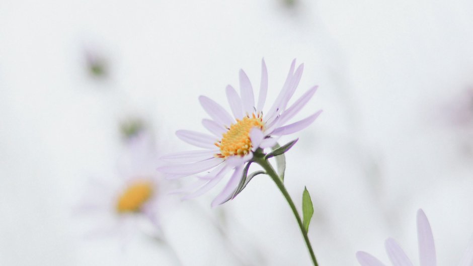 Обои с ромашками Эстетика