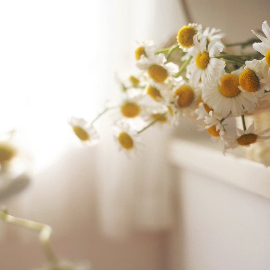 Ромашки на столе Эстетика