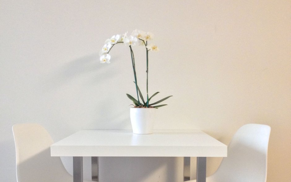 Фоны на рабочий стол в высоком качестве Эстетика цветы