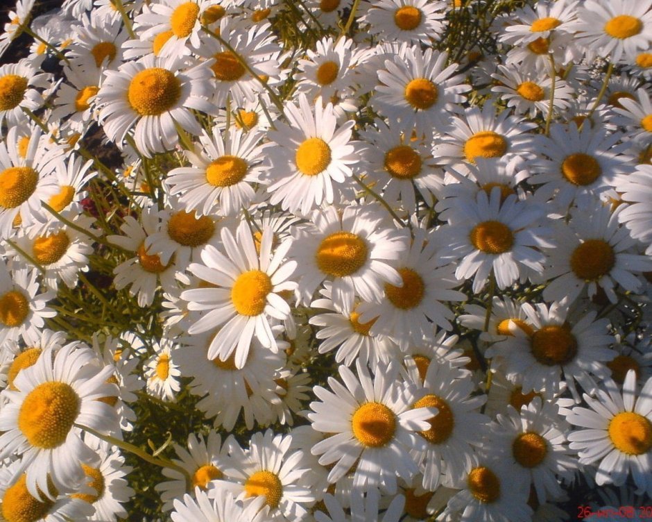 Ромашки Эстетика