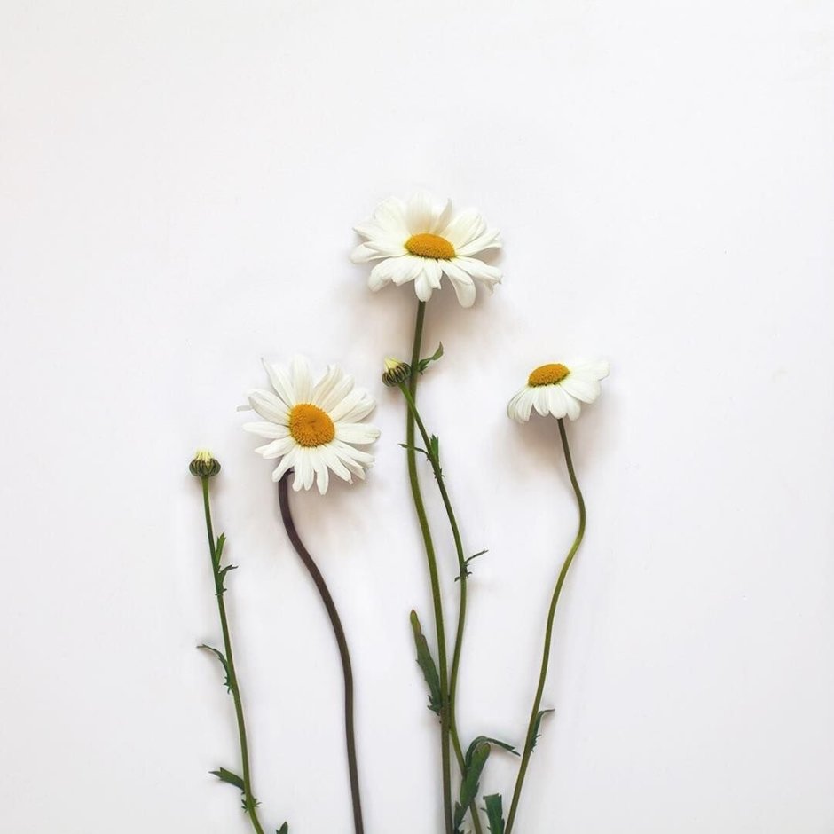 Ромашка Минимализм