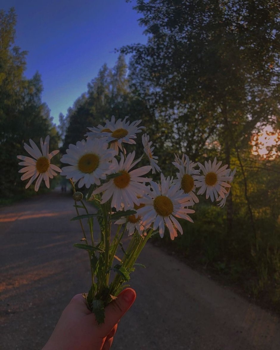 Цветы Эстетика ромашки