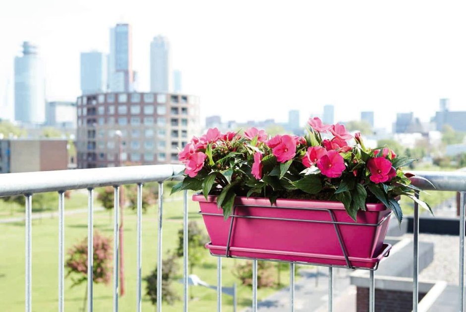 Цветы на балконе в ящиках