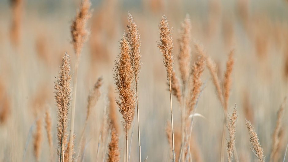 Трава схожа на колосья пшеницы