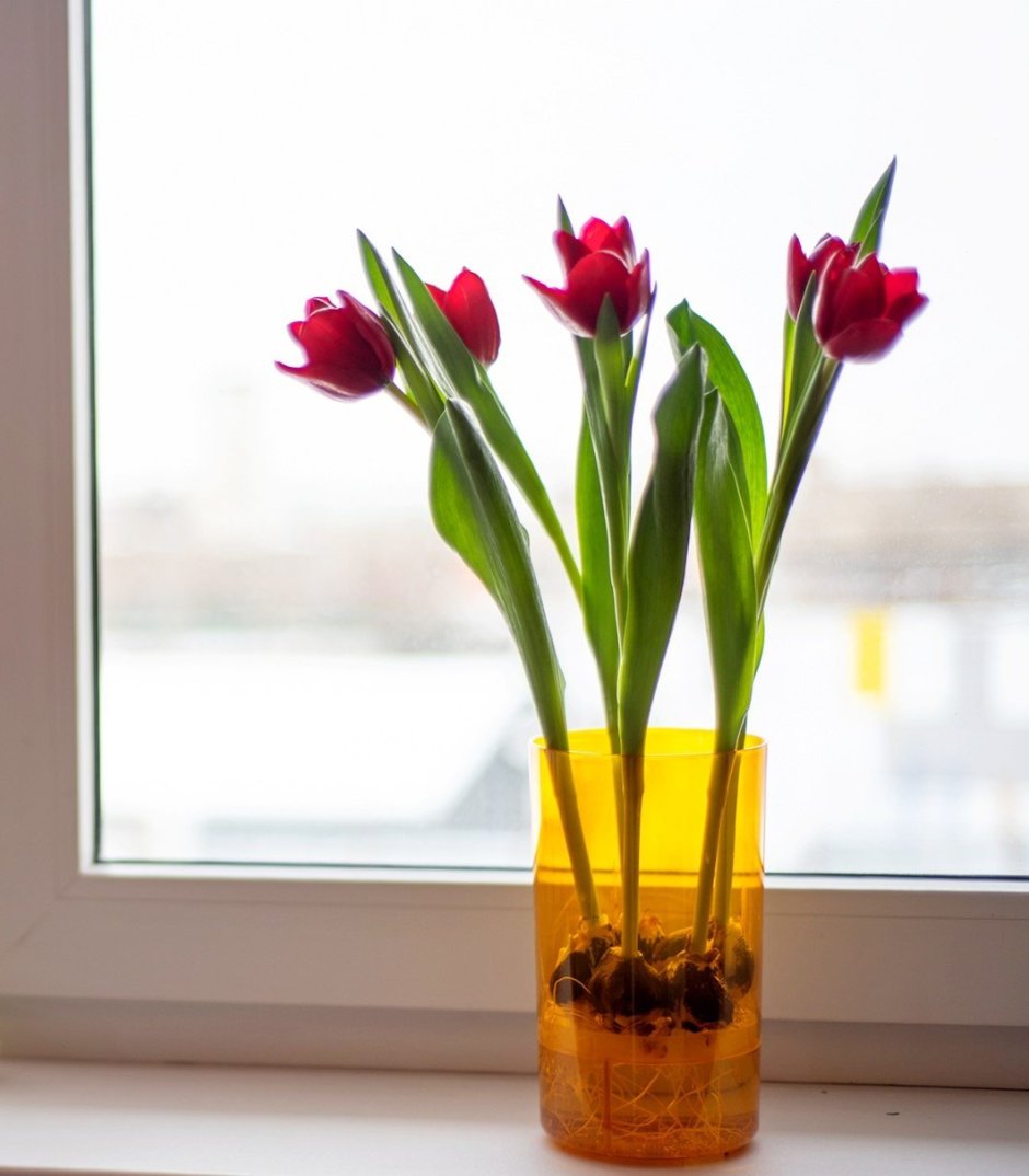 Тюльпаны растут в вазе