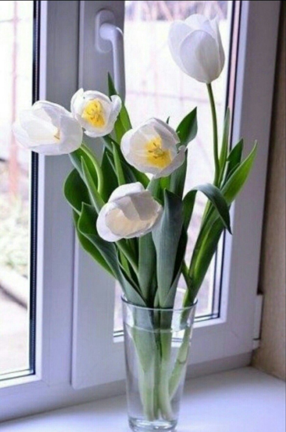 Тюльпаны в вазе на окне