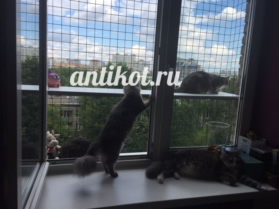 Балкончик на окна для выгула кошек купил в Чебоксарах