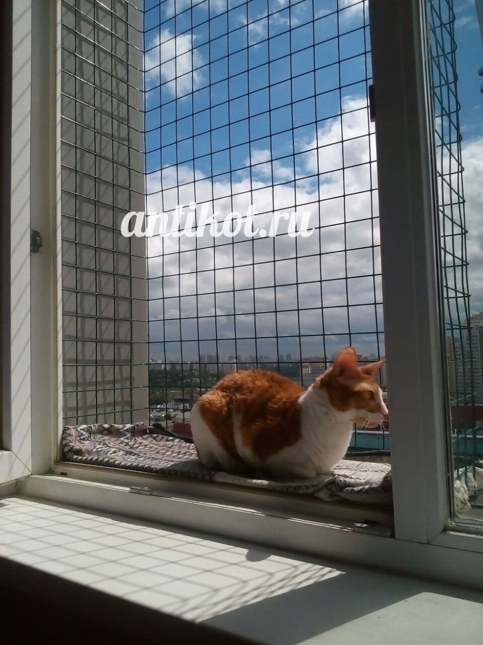 Выгул для кошек на балконе